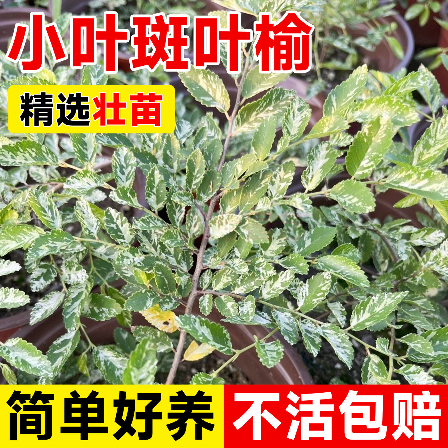 小叶芝麻榆迷你盆景素材花园植物耐热耐寒木本植物花叶榆树斑叶榆