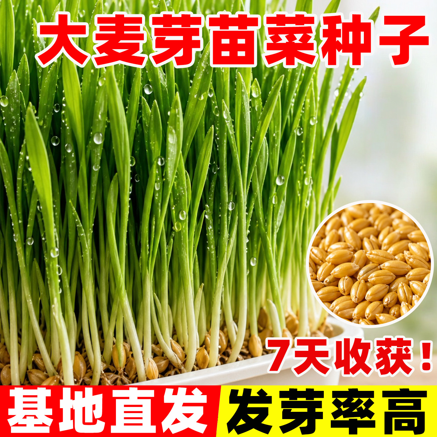 大麦芽苗菜种子猫草种籽无土栽培图片