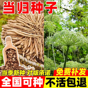 当归种子新药材岷县云种籽四季种植阳台盆栽包发芽率养生保健蔬菜