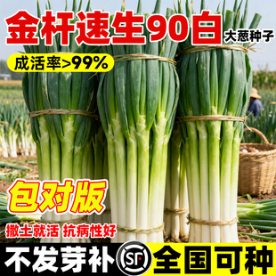 金杆速生90白大葱种子四季速生小香葱种籽大田农家阳台盆栽蔬菜种