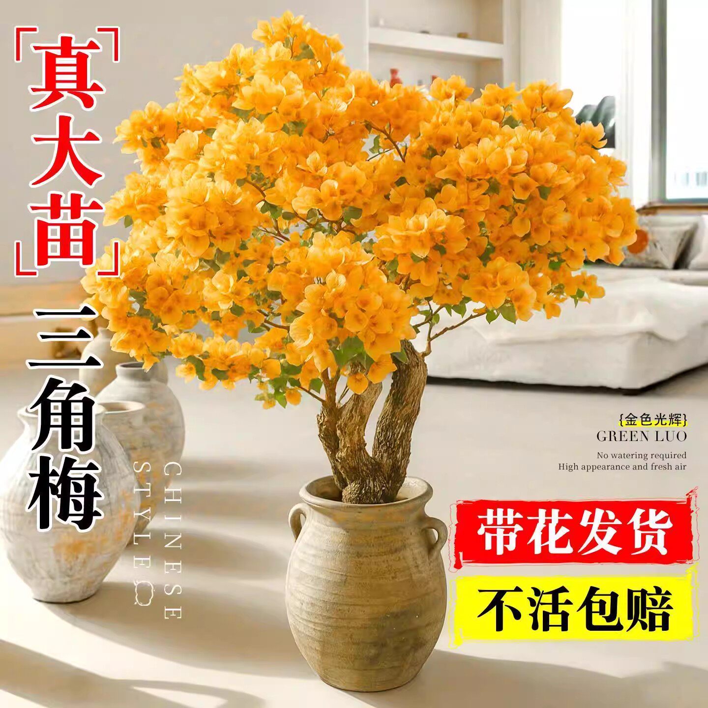 三角梅花卉盆栽带花苞老桩金色光图片
