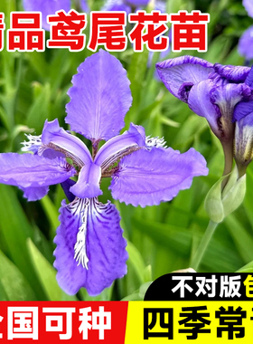 鸢尾花盆栽德国鸢尾花苗水生蓝色扁竹兰黄花户外庭院易活花卉植物