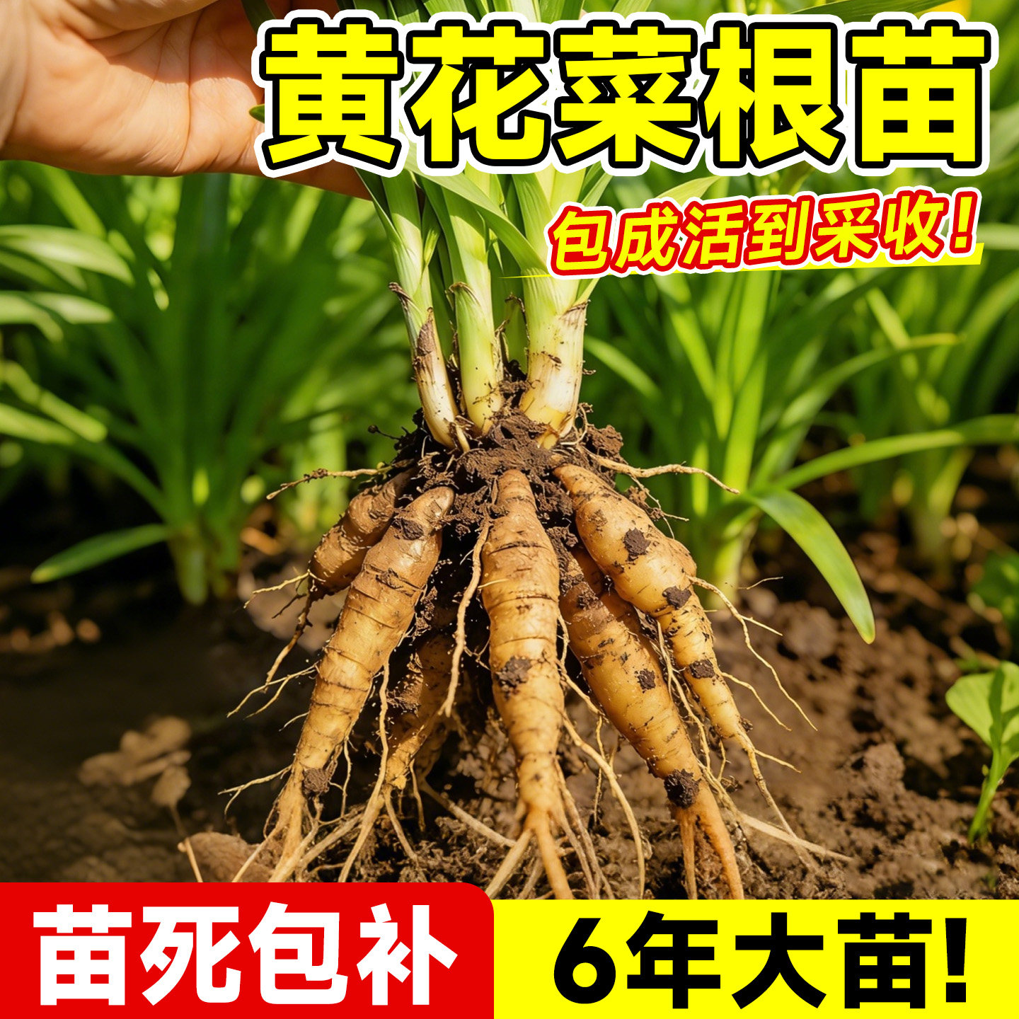 黄花菜根苗食用高产金针黄花菜种图片