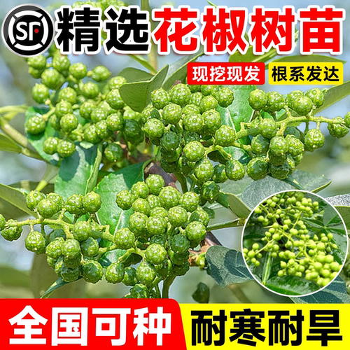 花椒树老桩四季种植麻椒青花椒苗