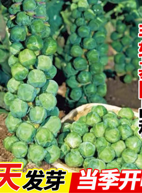 孢子甘蓝种孑四季种植蔬菜种籽