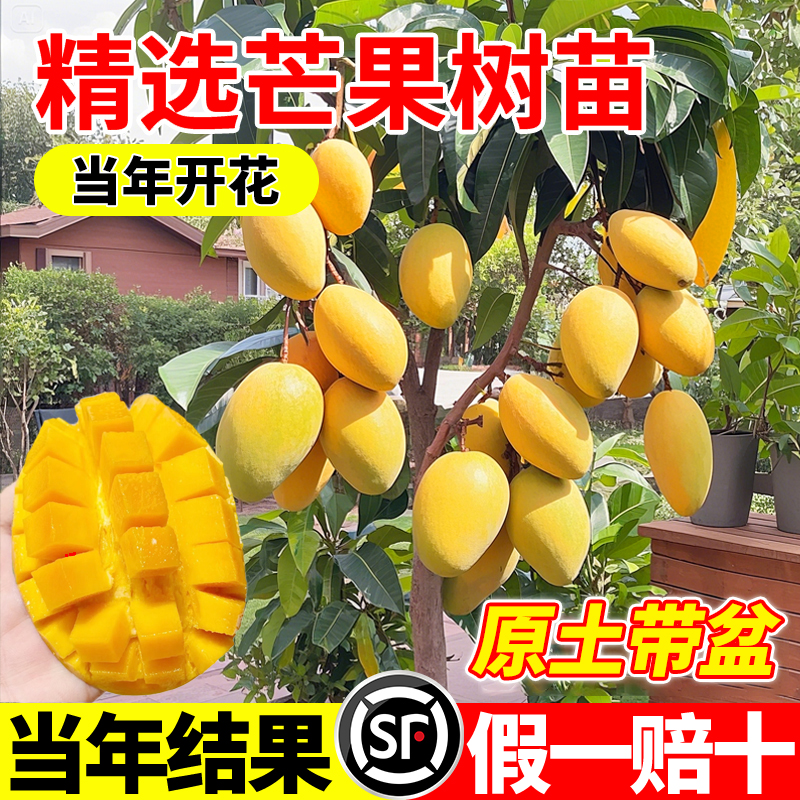 芒果苗树嫁接特大结四季贵