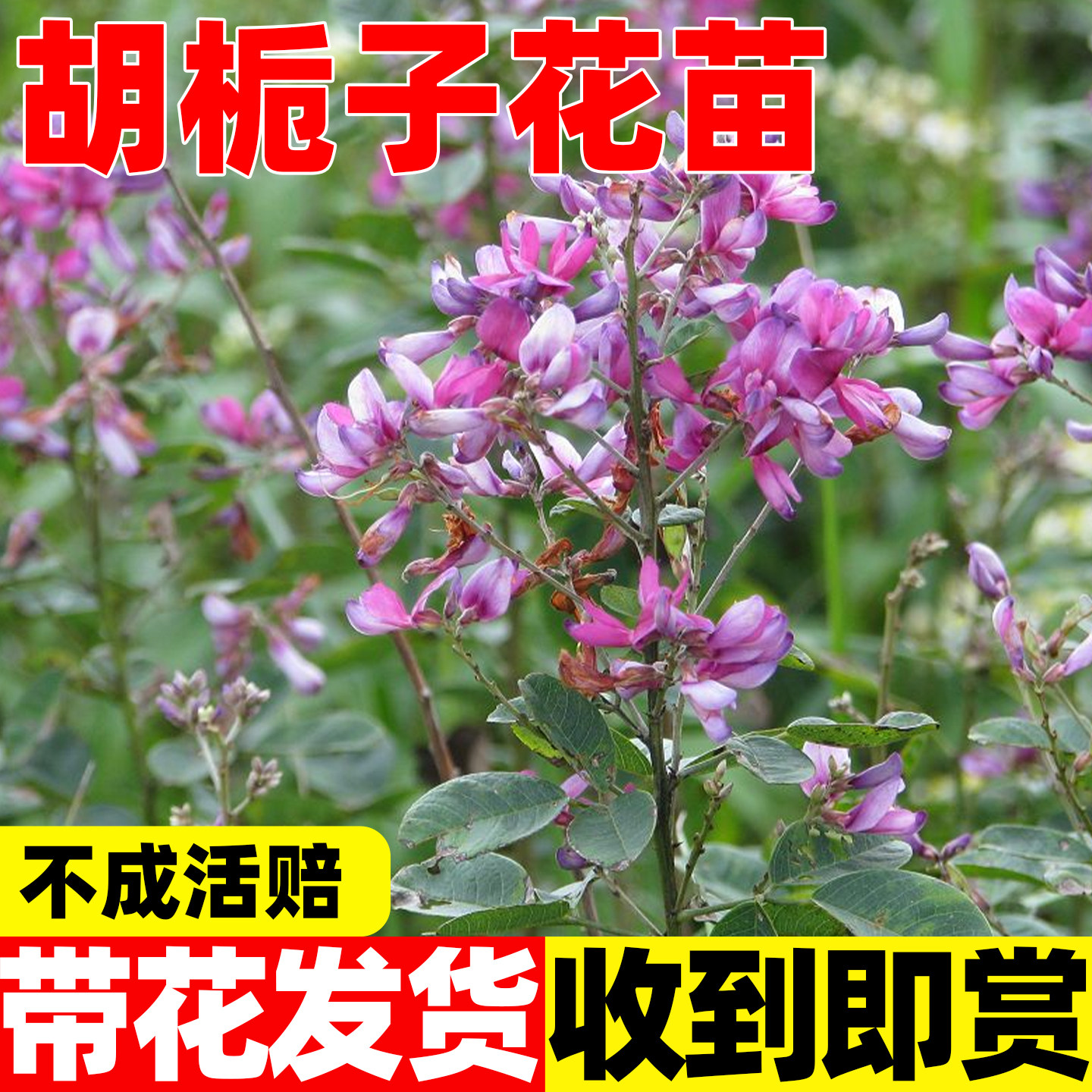 胡栀子花苗盆栽花园植物胡枝