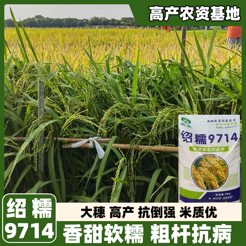 绍糯9714水稻种子家用高产优质旱稻种籽东北大米糯米香稻子珍珠米