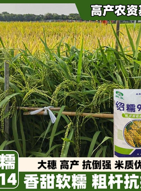 绍糯9714水稻种子家用高产优质旱稻种籽东北大米糯米香稻子珍珠米