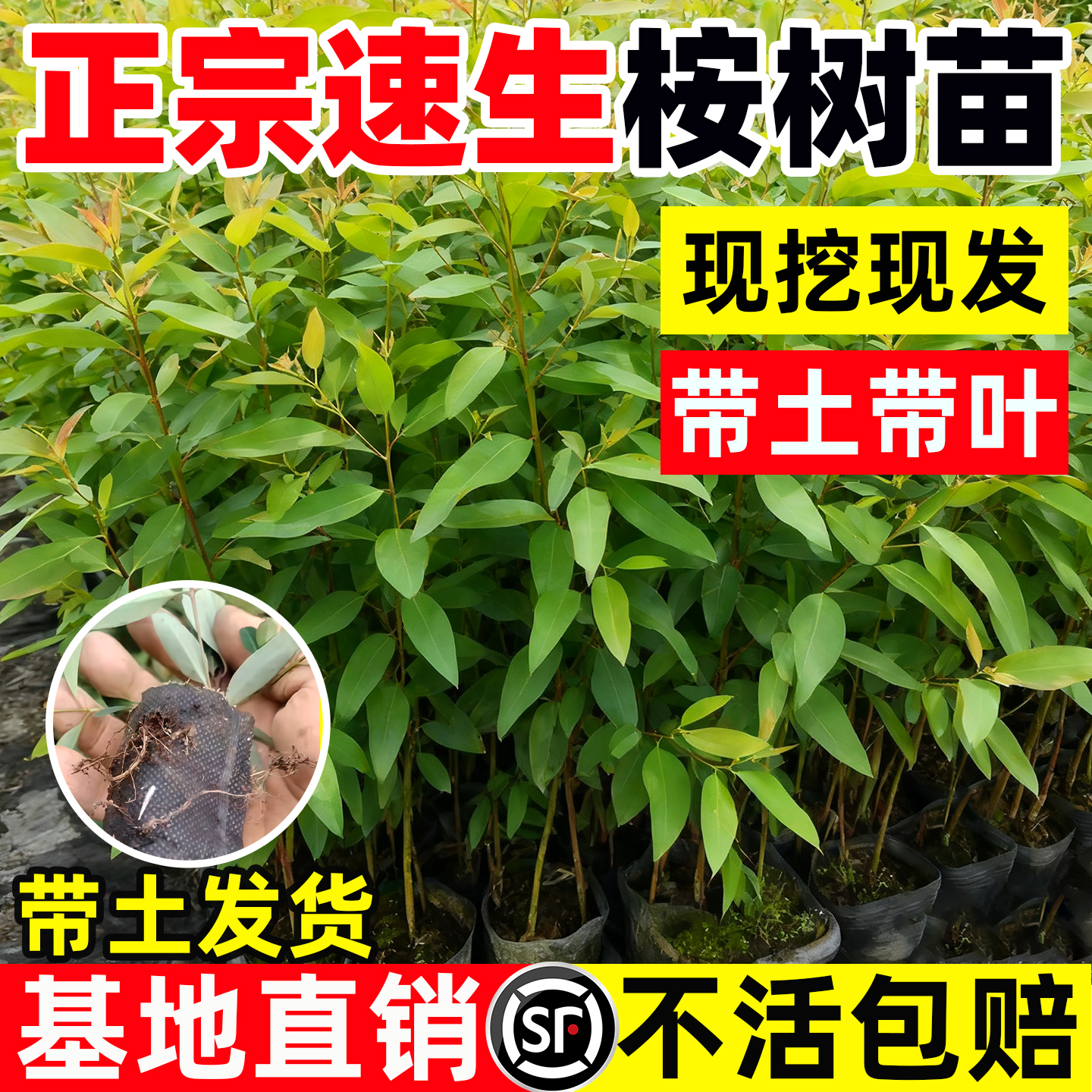 桉树苗正宗速生桉广29耐寒易种盆