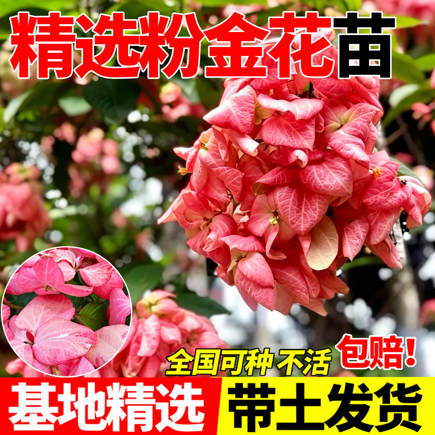 粉色金花盆栽全日照四季开花不断
