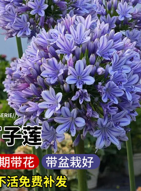 百子莲花种子四季开花阳台室内