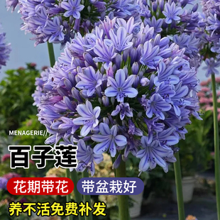 百子莲花种子四季开花阳台室内绣球蓝花君子兰耐热好养花卉植物苗