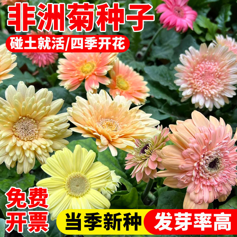 非洲菊种子雏菊花种子玛格丽特花图片