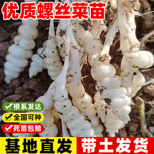 螺丝菜苗地环菜现挖现发新鲜宝塔菜地葫芦玉环菜地蚕秧苗宝塔菜苗