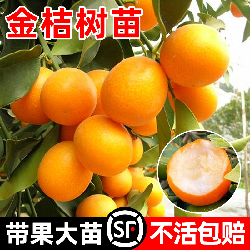融安脆蜜金桔树苗四季广西