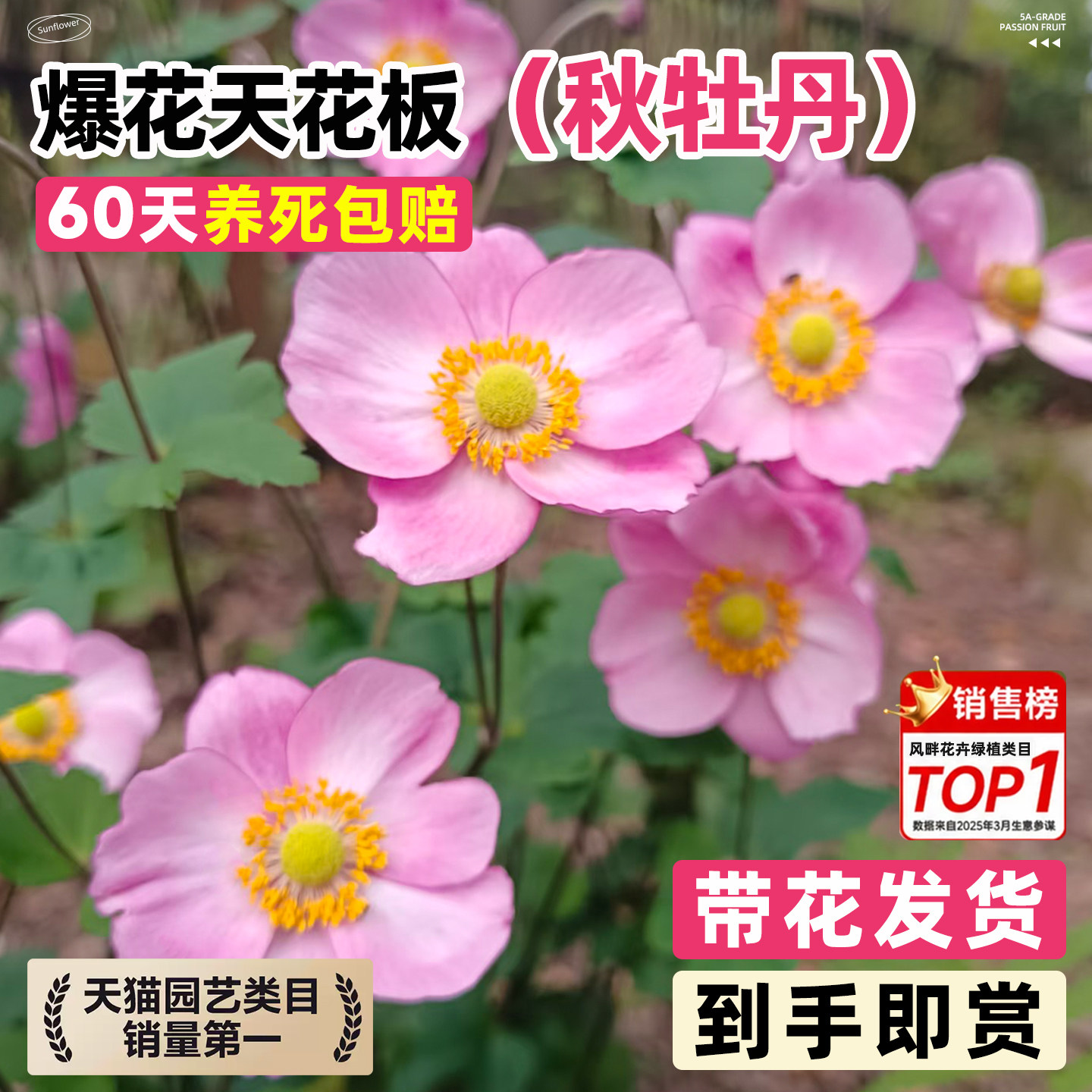 秋牡丹盆栽花苗四季种植循环开花阳台庭院易种易活多年生盆栽植物