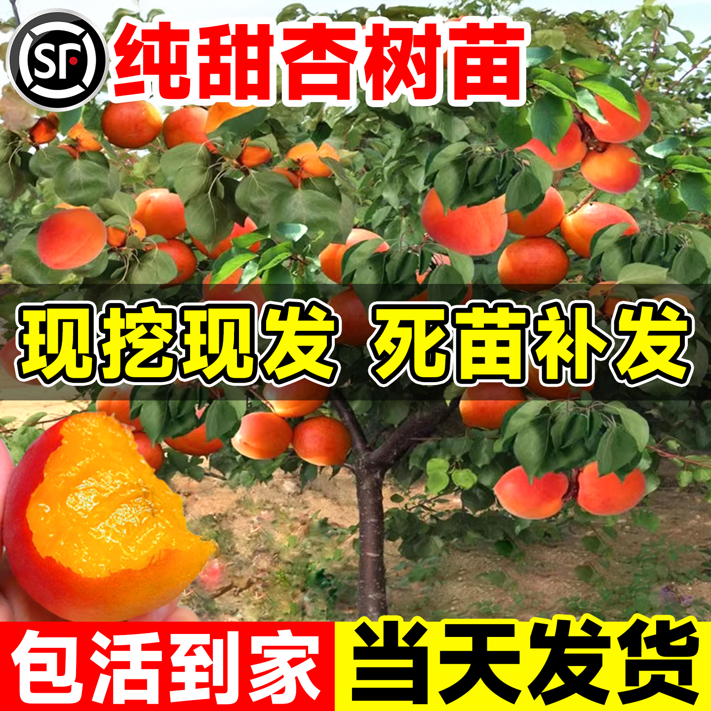 杏树果苗特大纯甜杏嫁接苗现挖现发南方北方盆栽地栽庭院四季种植,鲜花速递/花卉仿真/绿植园艺,果树,淘宝优惠券,粉丝福利购,淘宝优惠卷