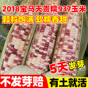2018宝马天贵糯937玉米种子彩甜糯玉米种孑四季高产抗病玉米种籽