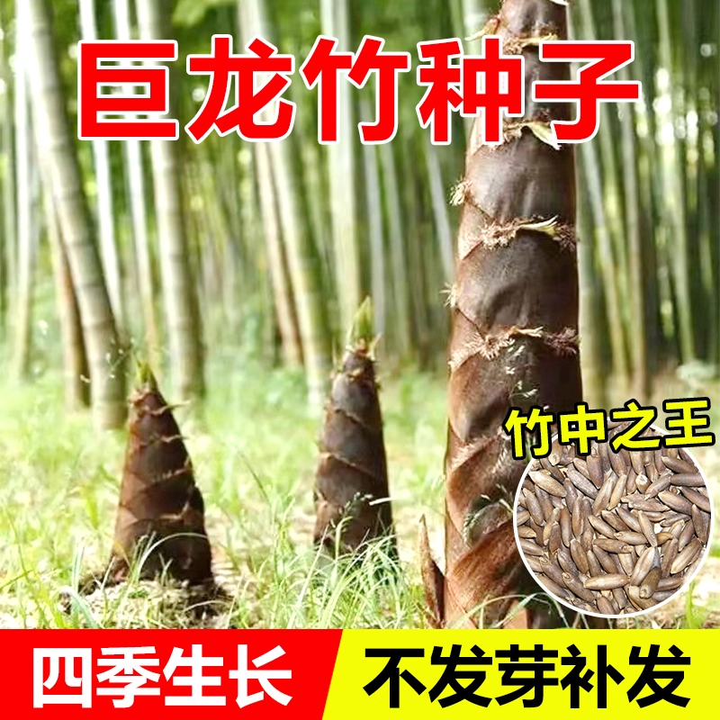 大型巨龙竹种籽竹笋苗四季户外庭院园林种植可食用竹种子耐寒耐热