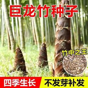 大型巨龙竹种籽竹笋苗四季户外庭院园林种植可食用竹种子耐寒耐热