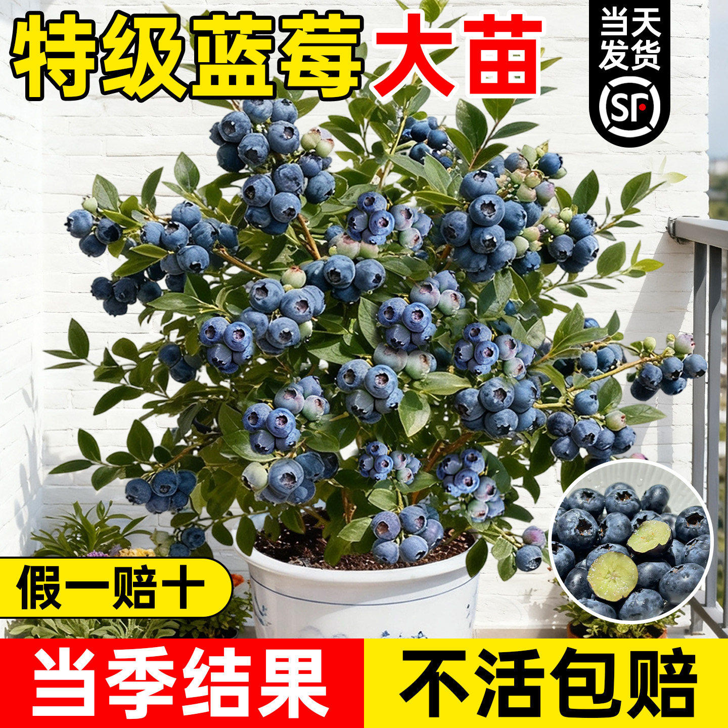 蓝莓树果苗盆栽带果子室内阳台种
