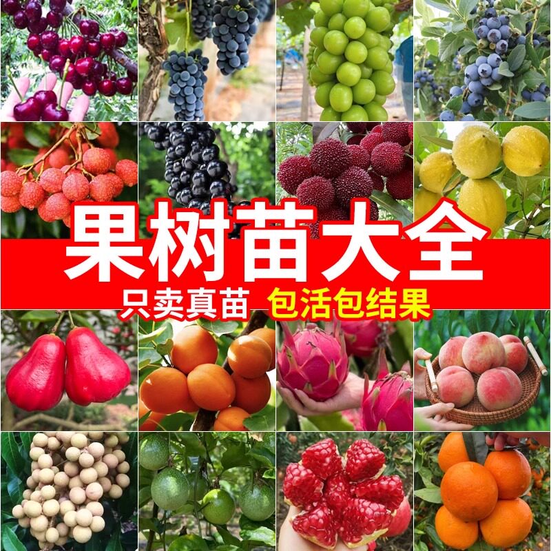 阳台果树果苗大全各种水果南方种图片