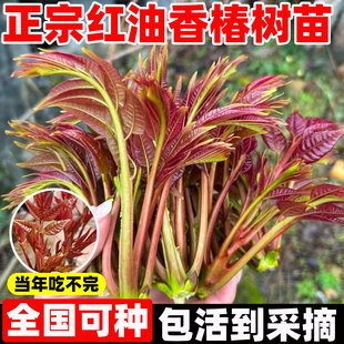 红油香椿树苖四川春芽果树果苗盆栽正宗矮化食用香春树苗南方种植