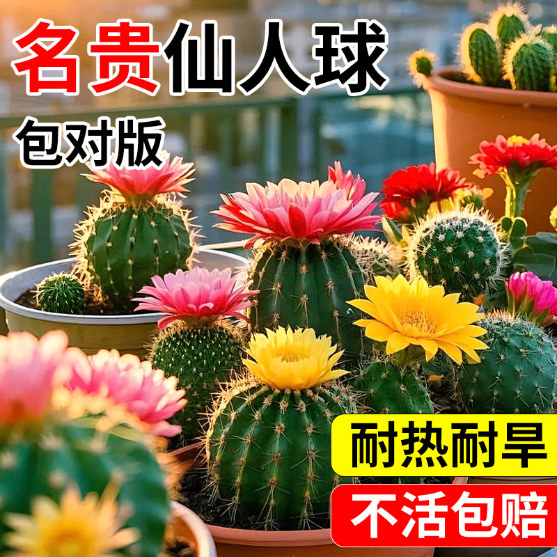 名贵仙人球带花苞仙人掌科绯花玉图片