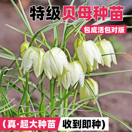 贝母种苗四季种植贝母种球阳台庭
