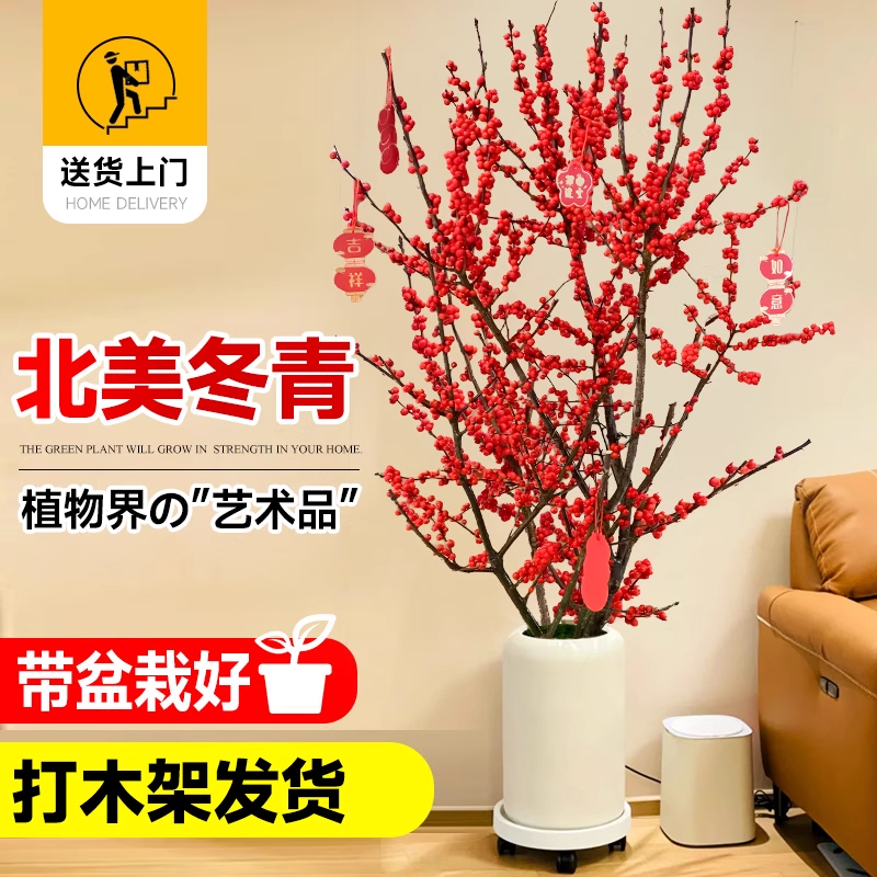 进口北美冬青盆栽树苗耐寒年宵花卉冬红果老桩中国红盆景带盆发货
