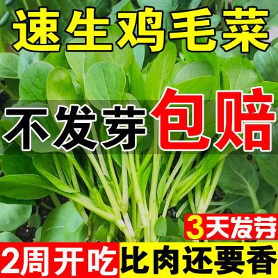 鸡毛菜菜种籽四季耐热上海青白菜