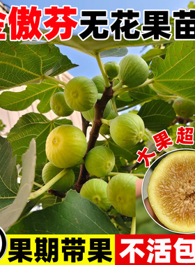 特大耐寒金傲芬无花果黄色大果波姬红无花果树苗盆栽地栽南北种植