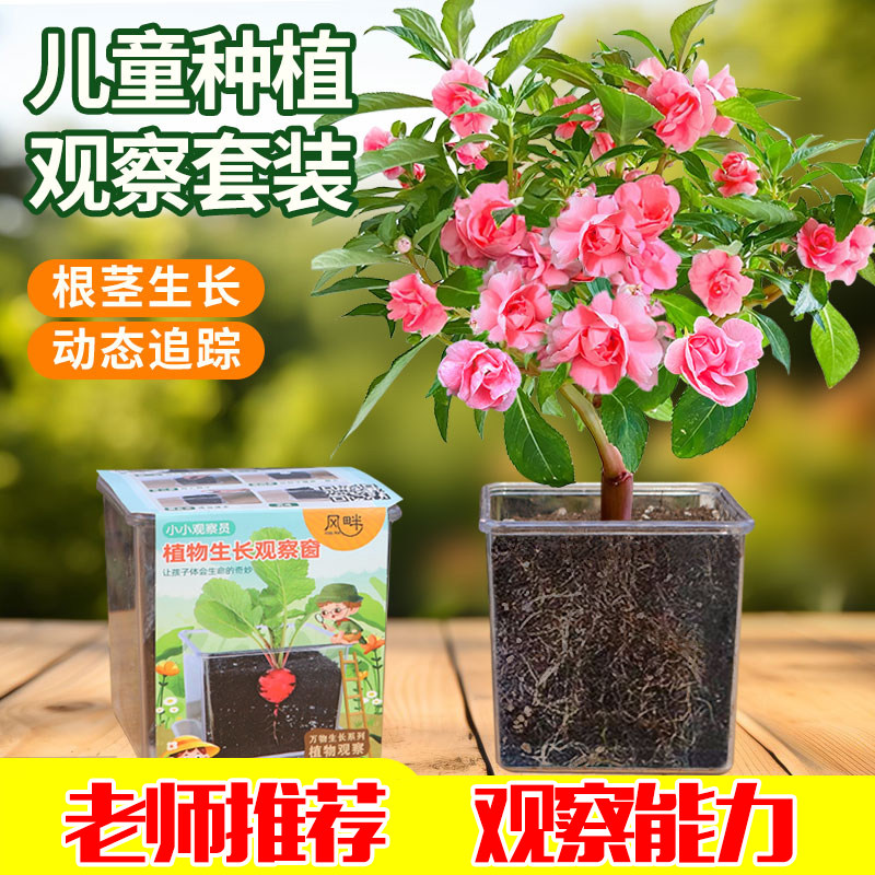 儿童种植盆栽套装凤仙花种子四季开花向日葵太阳花种孑小学生实验