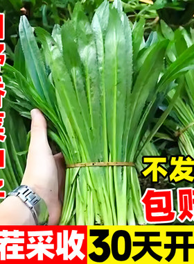 山野香菜种子四季阳台盆栽菜籽
