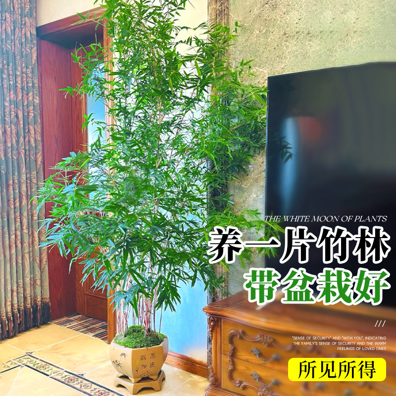 竹子盆栽室内客厅真树大型绿植