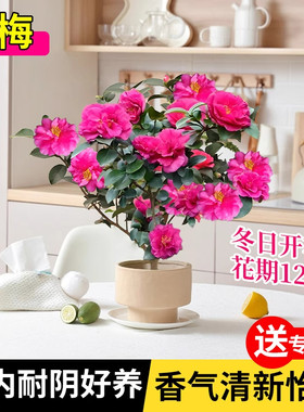 茶梅盆栽带花苞寒花卉正宗老桩品