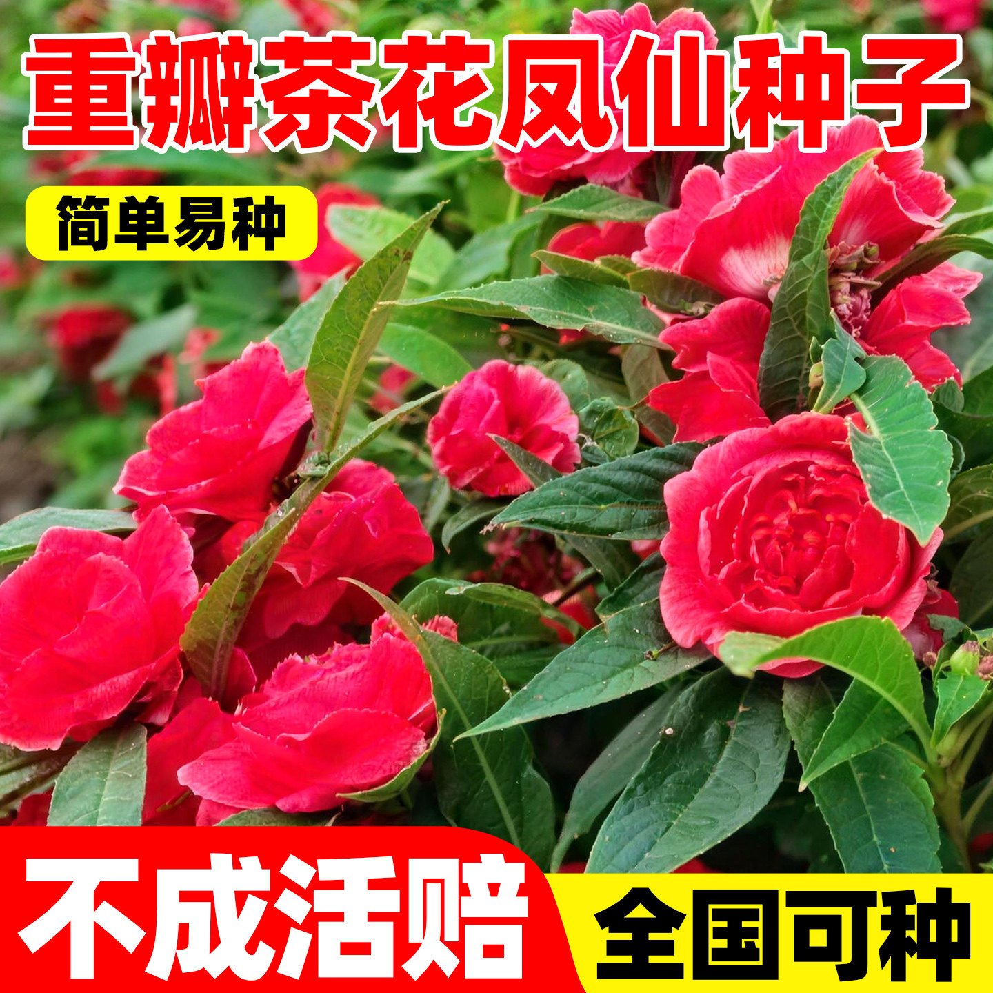 重瓣茶花凤仙种子小院空地阳台花盆均可种简单好养护观赏花卉种籽