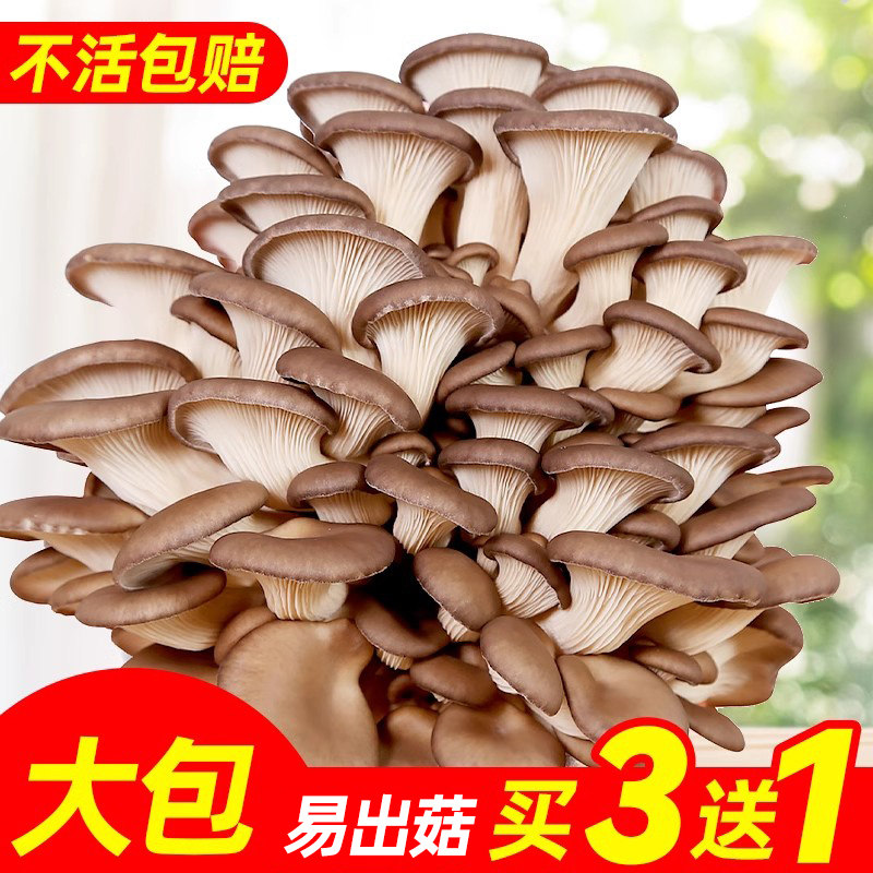 蘑菇种植包菌包菌菇家种平菇香菇灵芝香菇金针菇食用菌种家庭室内