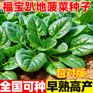 福宝趴地菠菜种子适应性强南方北方庭院阳台露天大田均可蔬菜种籽