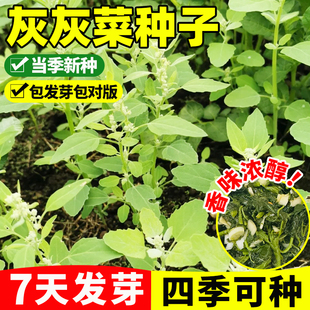 灰灰菜种子四季播种易成活特色山野菜早熟抗病高产耐旱灰条菜种籽