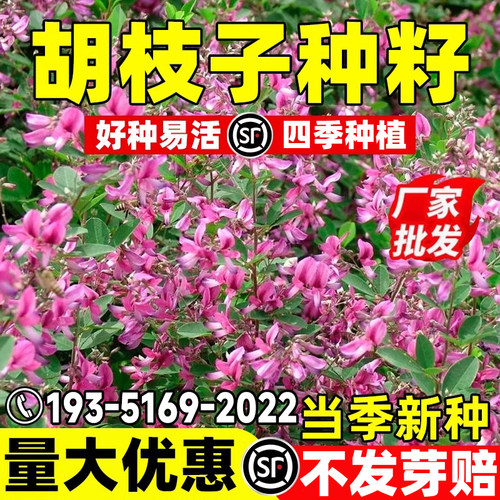 护坡灌木胡枝子种紫穗槐多