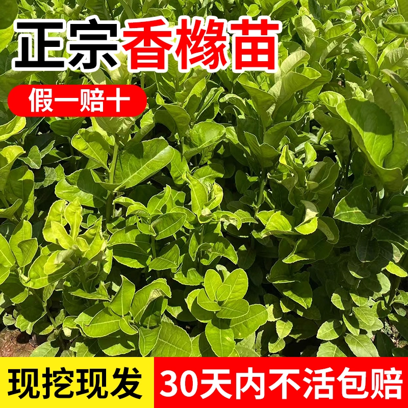正宗香橼苗云南高山种植观果植物