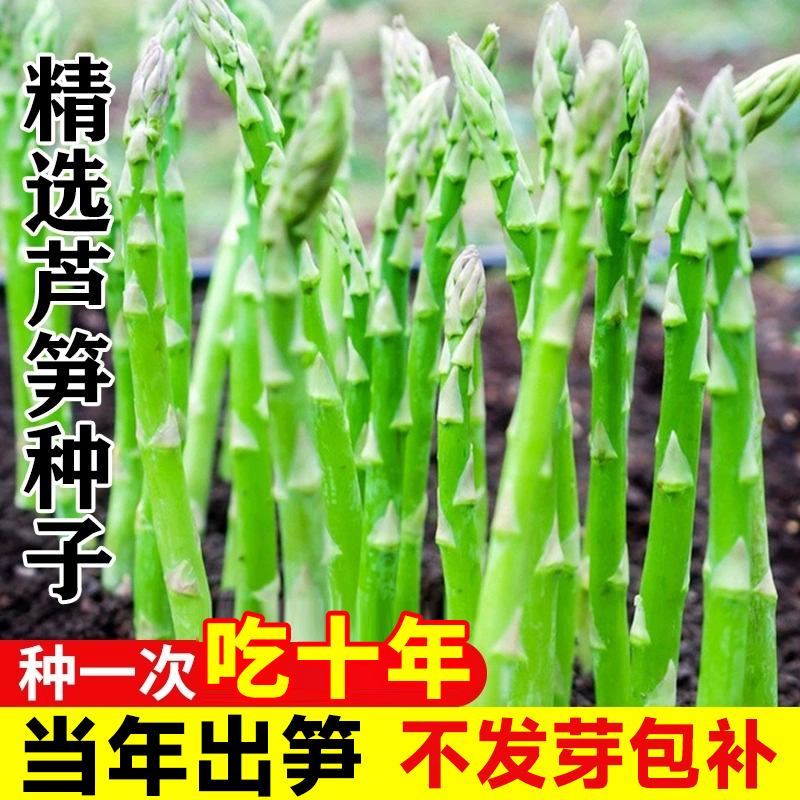 芦笋种籽根苗四季种植高产新鲜种苗蔬菜种子春秋庭院阳台盆栽种子