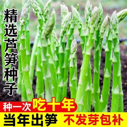 芦笋种籽新鲜根苗四季种植高产菜