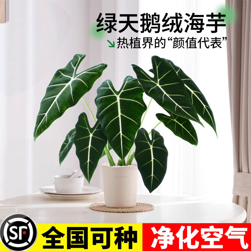 绿天鹅绒海芋盆栽白犀牛蕨类