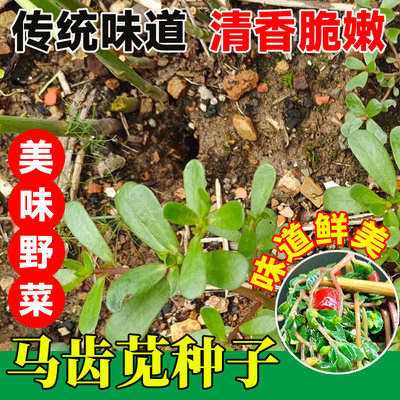 马齿苋种子新产野菜种子食用马齿