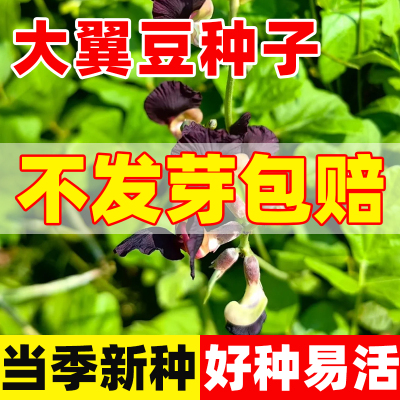 大翼豆种子春秋种植开花早熟高