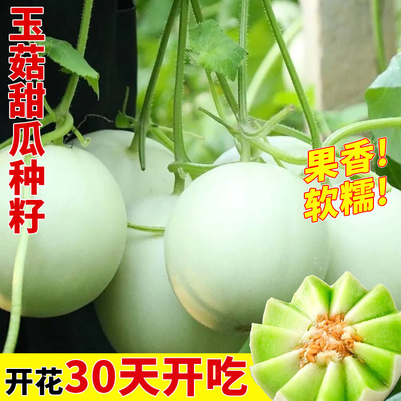 玉菇甜瓜种子香瓜种籽羊角蜜绿宝石甜宝秧苗四季高产早熟蔬菜种孑