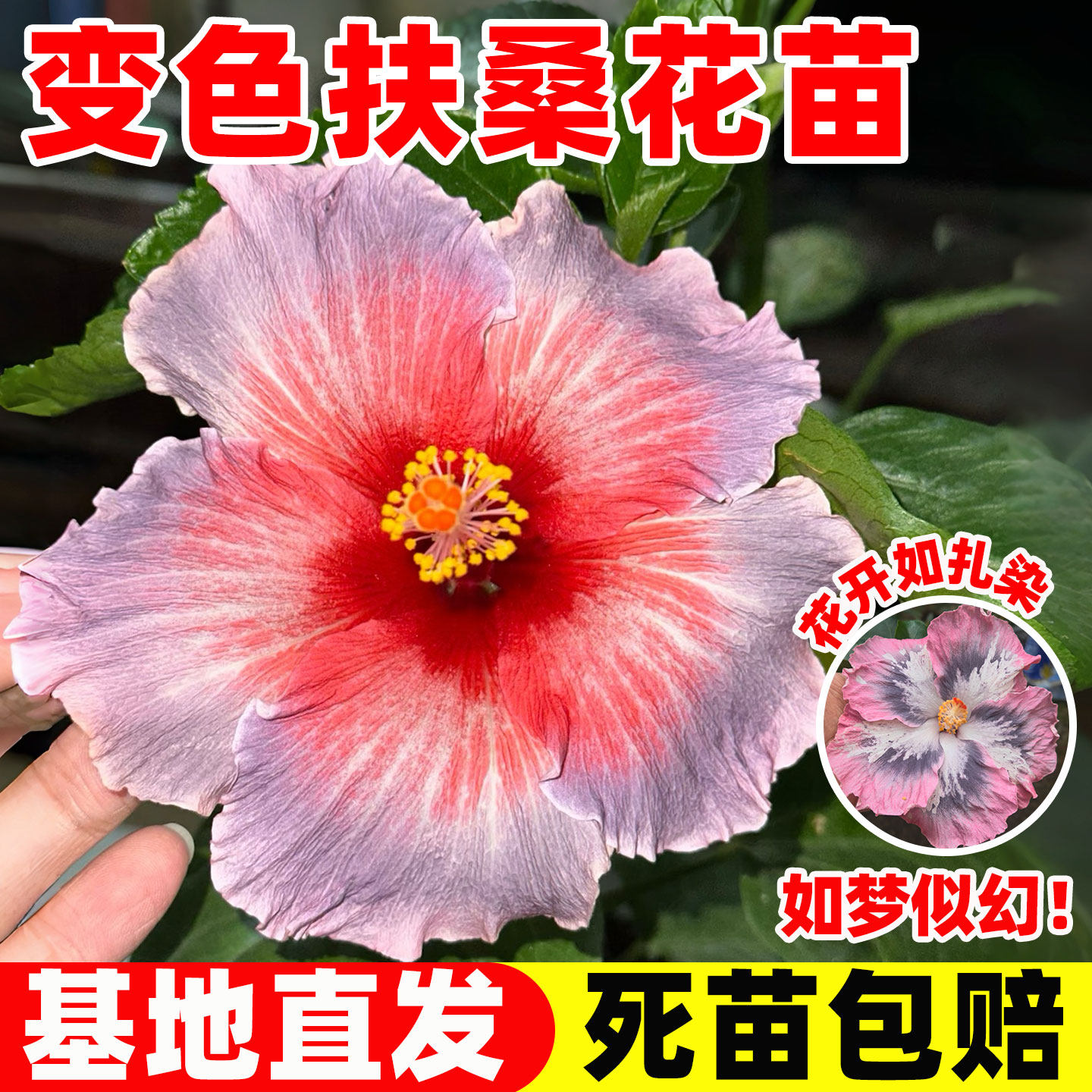 变色扶桑花苗重瓣大花朱槿花四季开花阳台庭院盆栽易活多年生花卉